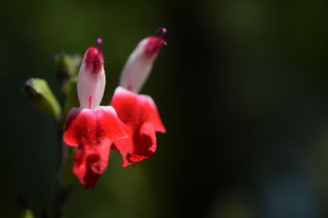 Flower. Red