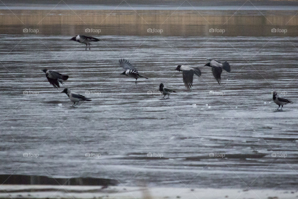 Crows flying over the ice