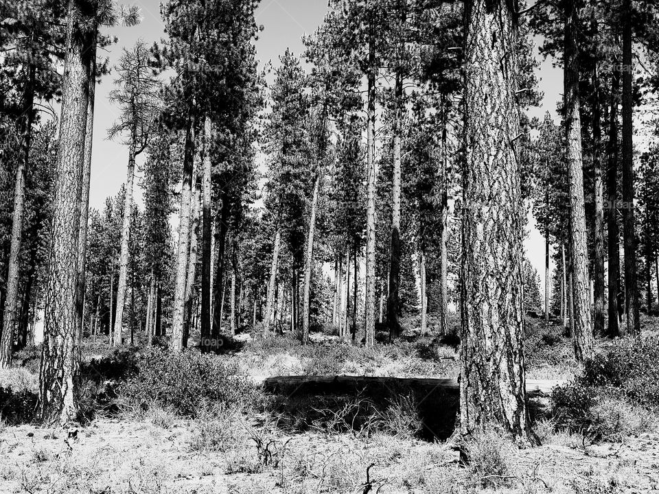 Towering over manzanita bushes in the Deschutes National Forest in Central Oregon are beautiful ponderosa pine trees on a sunny summer day 