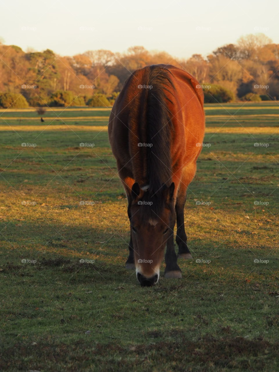New Forest pony grazing at sunset near Brockenhurst