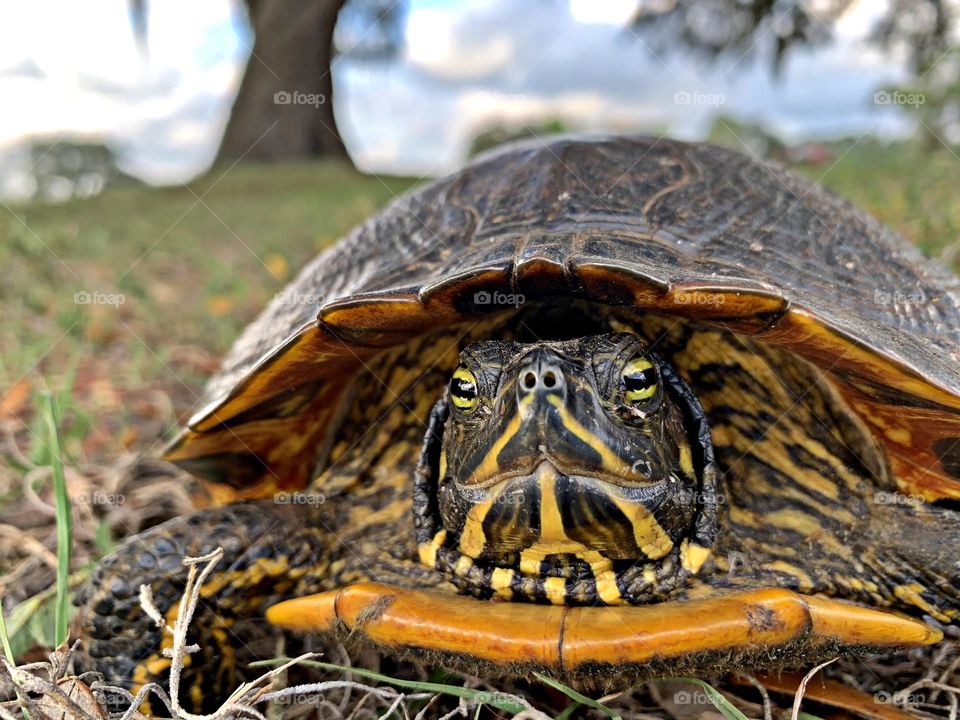 Best of 2021 - A close up of a Florida Yellow Bellied Slider, slides along the grassy banks of the lake