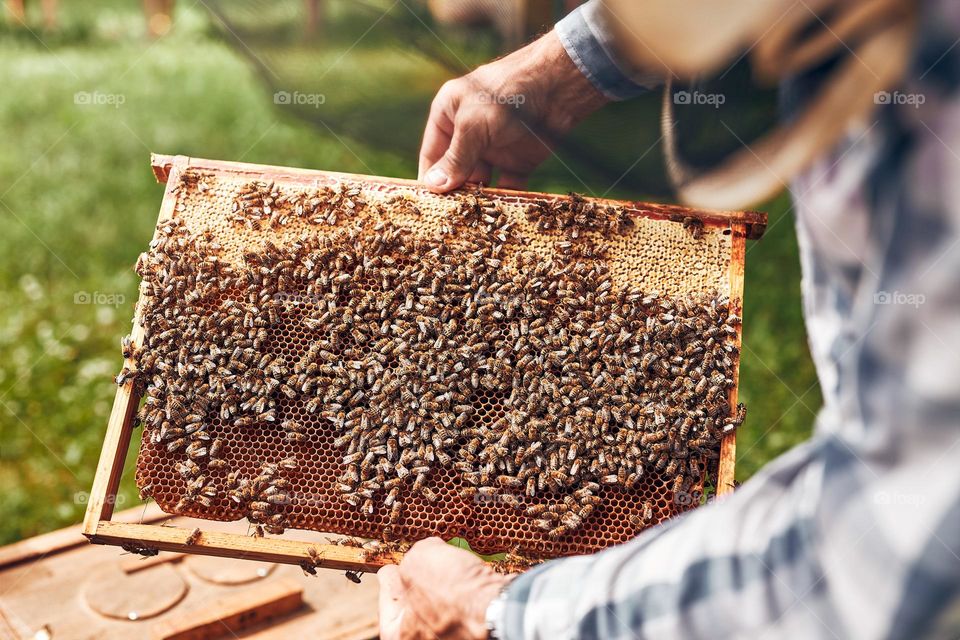 Beekeeper working in apiary. Drawing out the honeycomb from the hive with bees on honeycomb. Harvest time in apiary. Beekeeping as hobby. Agriculture production