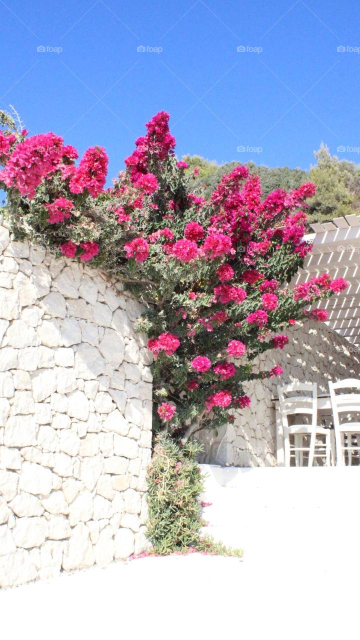 Spring season 🌸🌸🌸🌸🌸🌸🌸🌸🌸