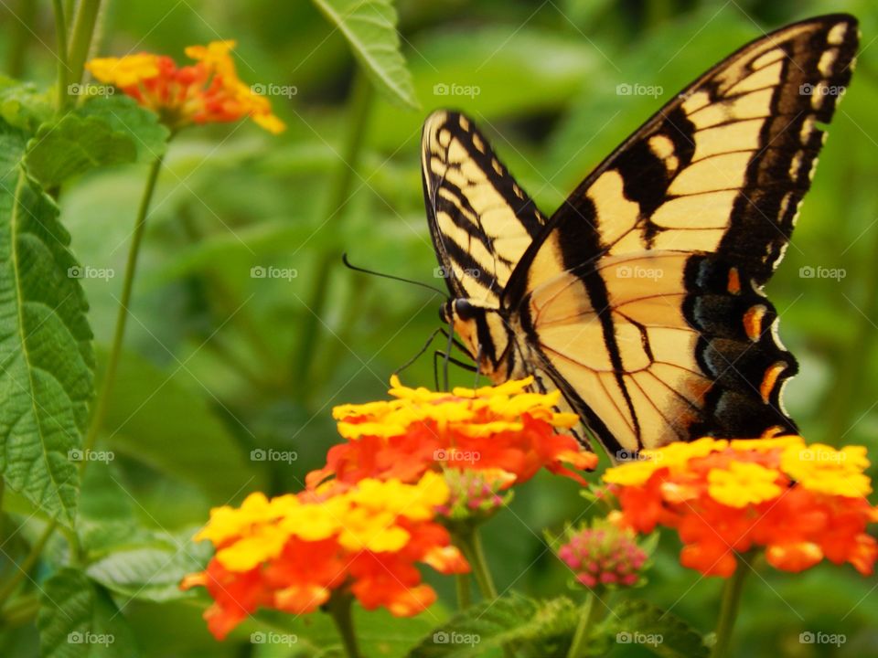 Beautiful yellow butterfly setting on a lantana flower