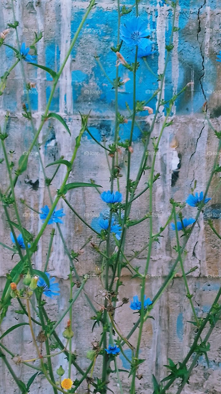Blue Wildflower