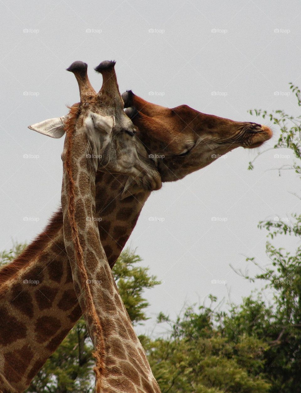 fighting giraffe.  South Africa