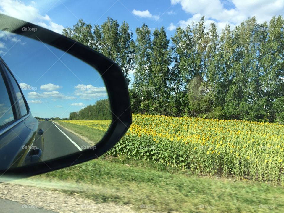 the summer landscape is reflected in the mirror of a passing car
