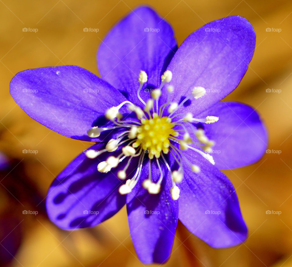 spring hepatica blue anemone flower by birrber