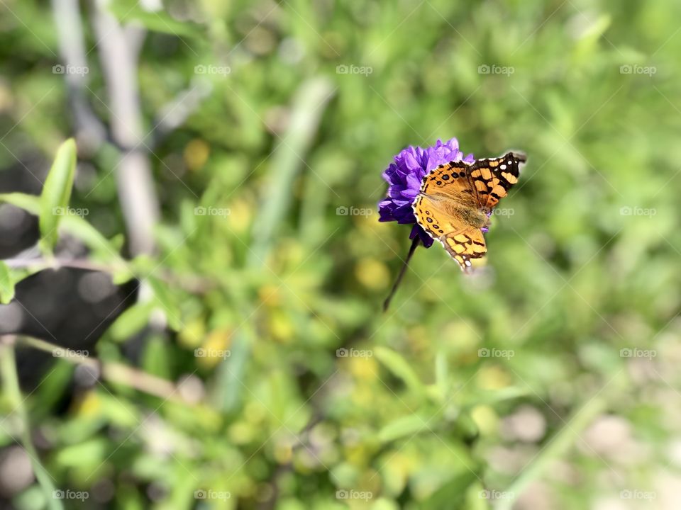 What Makes You Happy Foap Mission ! Butterflies in Nature Keeping the Planet Healthy  🦋