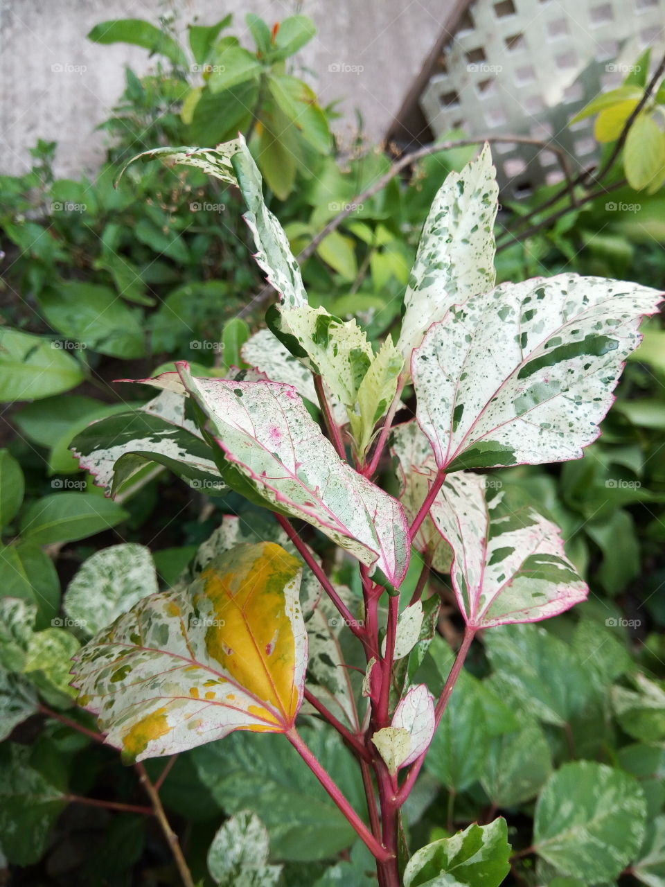 Leaf, Flora, Nature, No Person, Summer