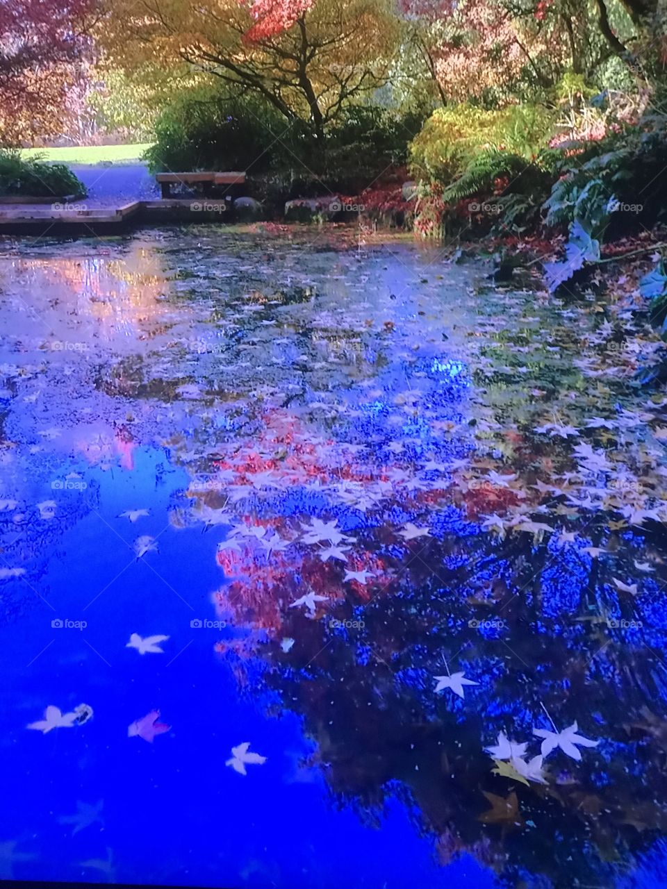 Washington Park of Paradise