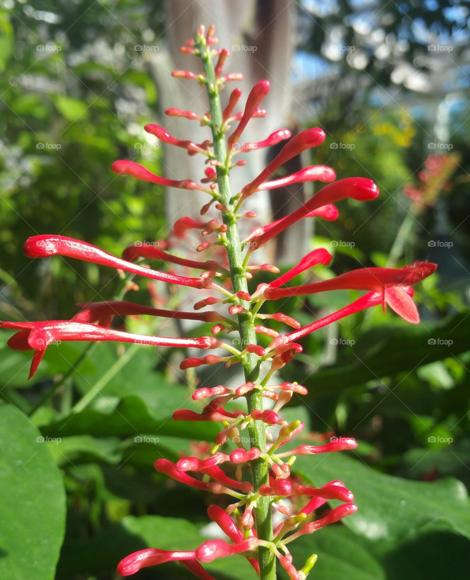 Red exotic flower