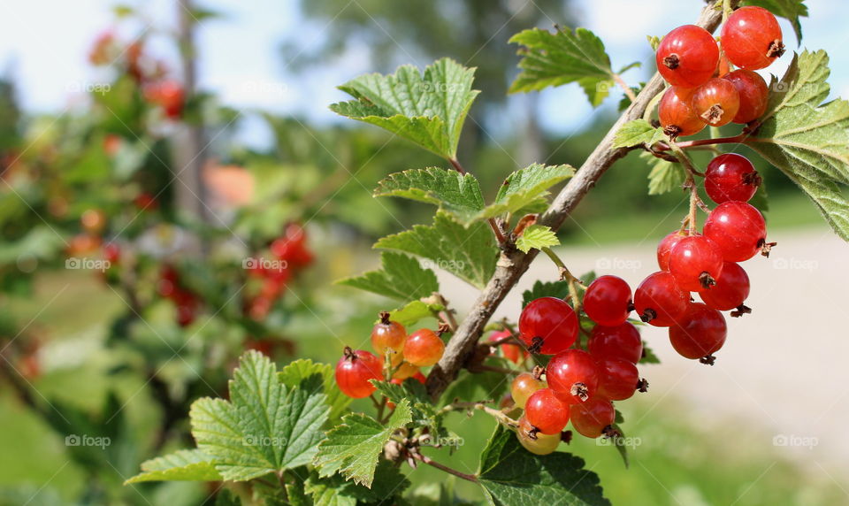 Red berries.