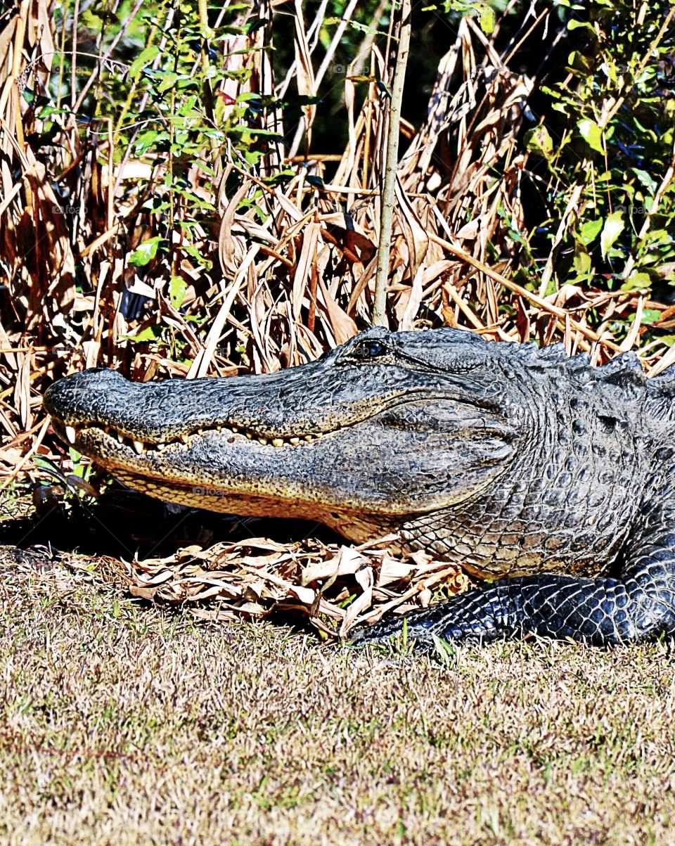 Smiling South Carolina alligators 