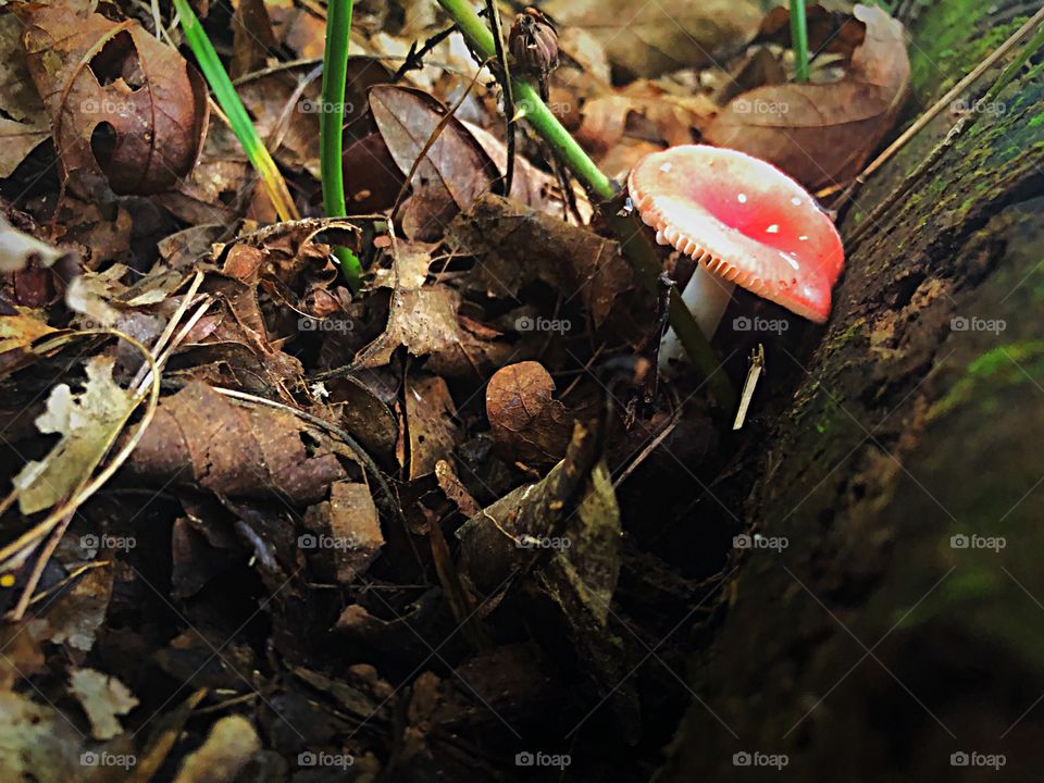 Little mushroom looks like the little guys on Mario. Cute but don’t eat. 