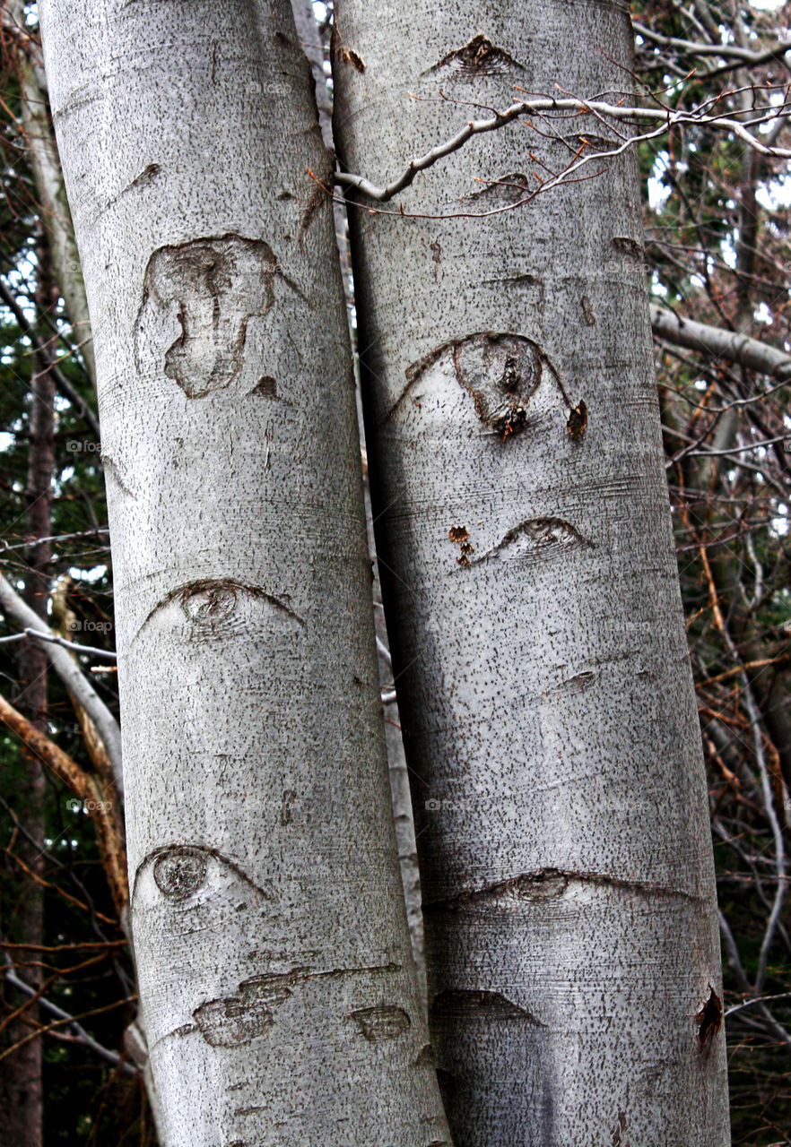 They are watching us, trees eyes