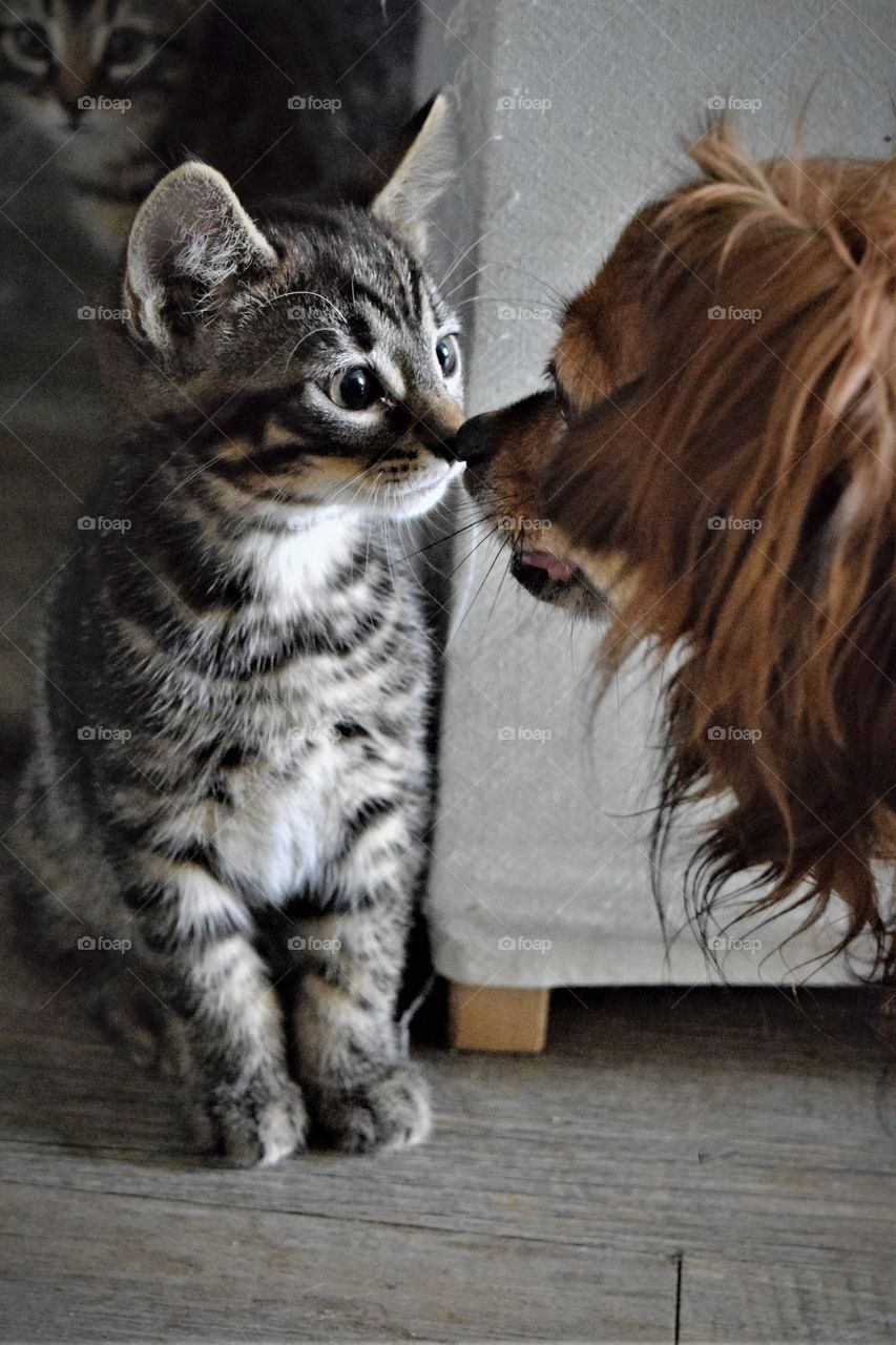 cute little tabby and white kitten meets brown chihuahua x dachshund dog and put noses against each other