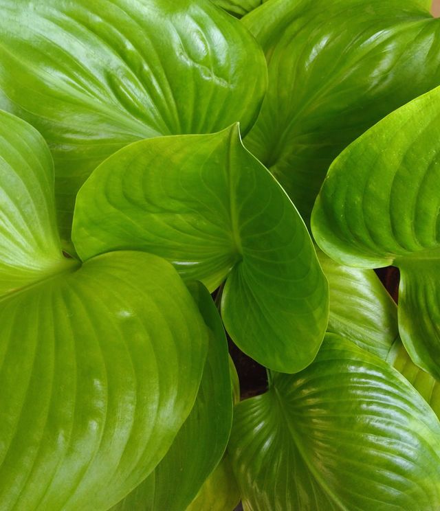 armored leaves
