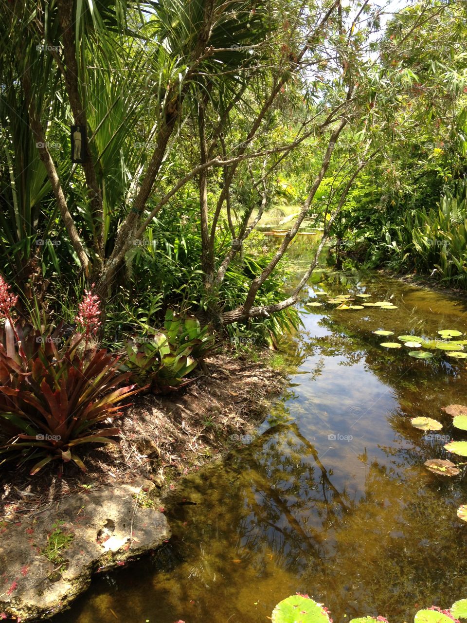 Tropical garden