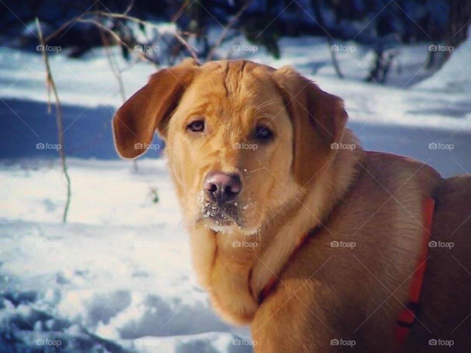 Golden retriever with snow 