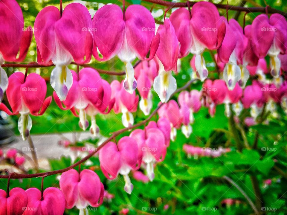 Bleeding Heart 