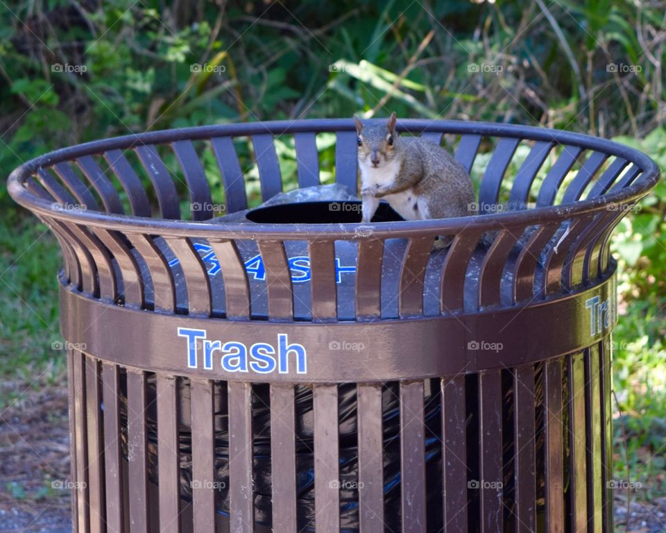 Squirrel sitting on dustbin