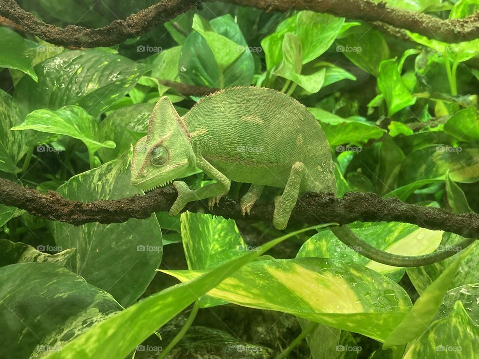 chameleon