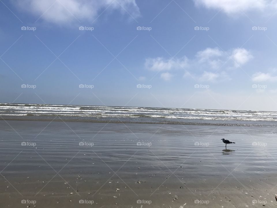 Galveston beach bird