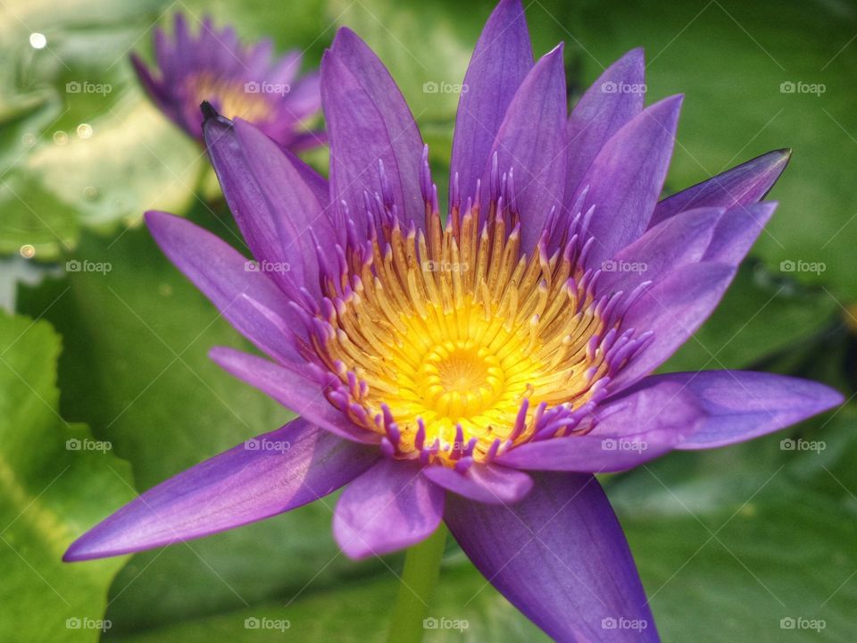 lotus flower at small pond
