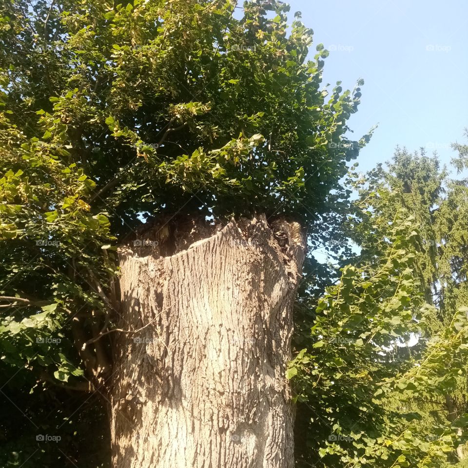 True Nature, no Filters