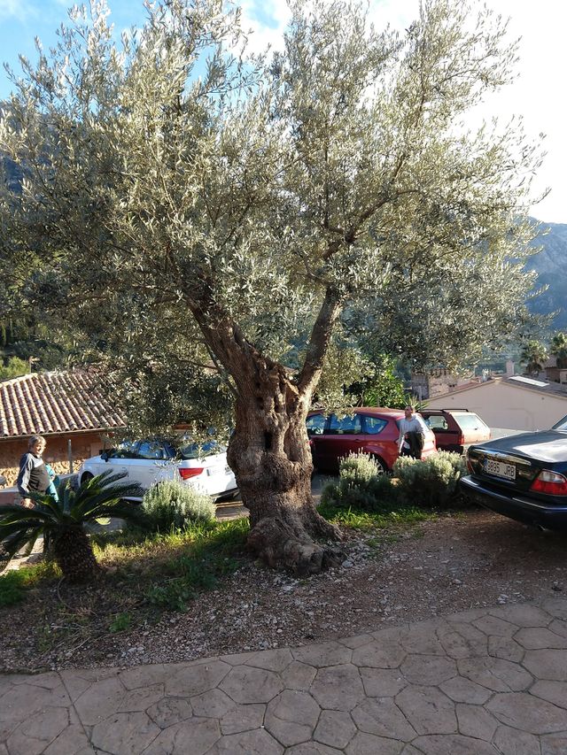 Happy tree