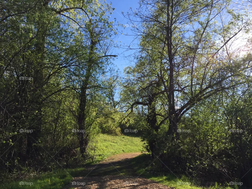The path