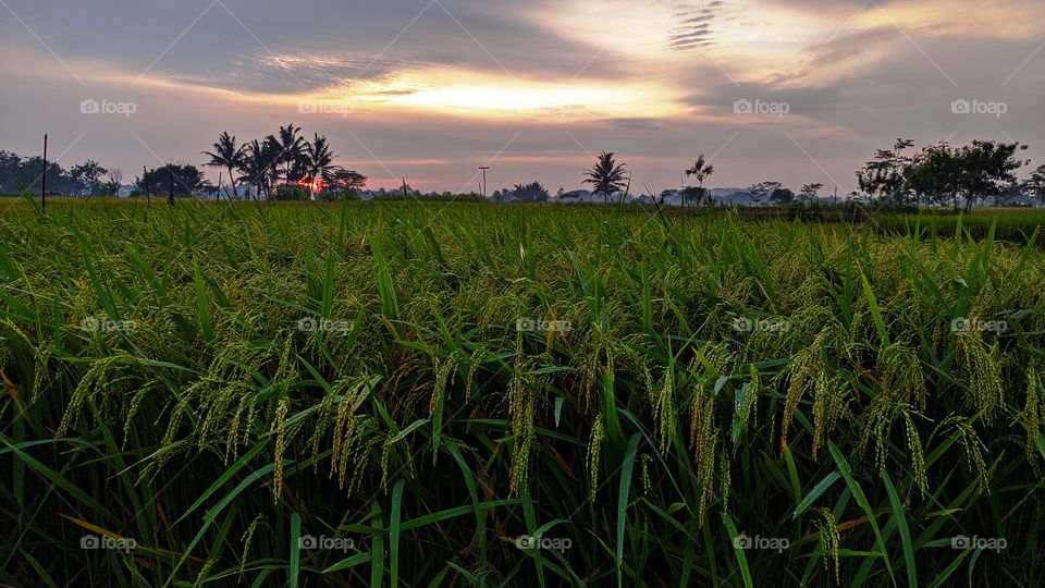 Rice plants with a sunrise background