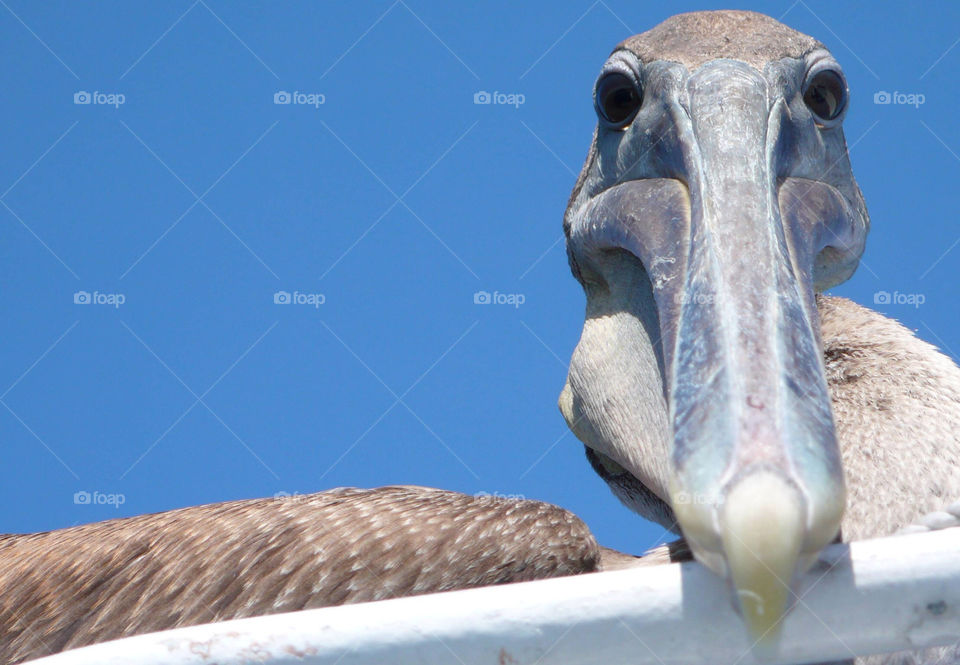 bird look beak pelican by pandahat