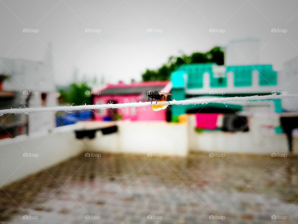 very closely take this picture but does not have camera awesome the rainy season