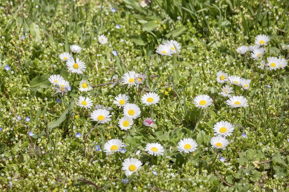 Beautiful natural green background of grass and flower in the garden