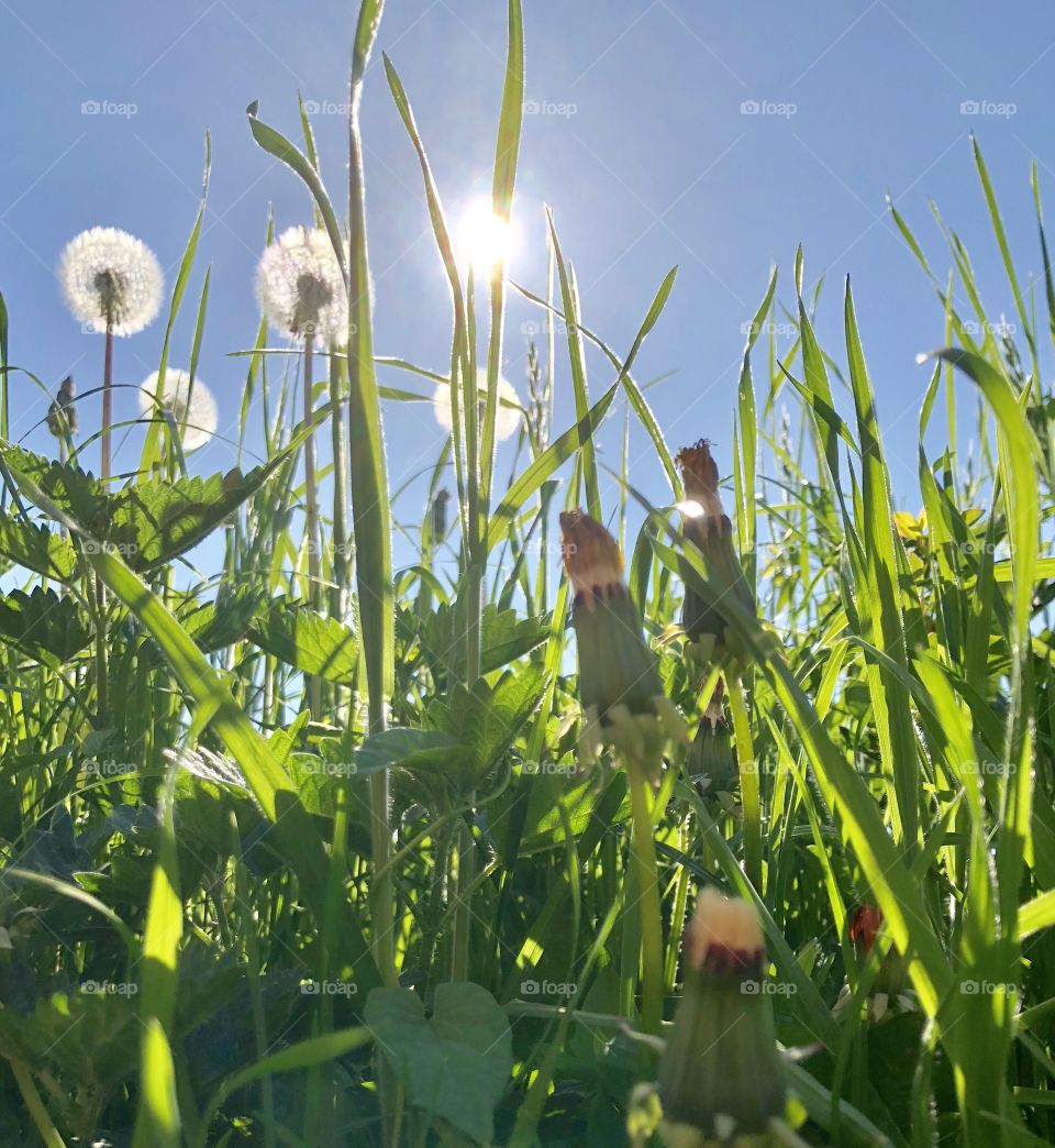 bloomed dandelions