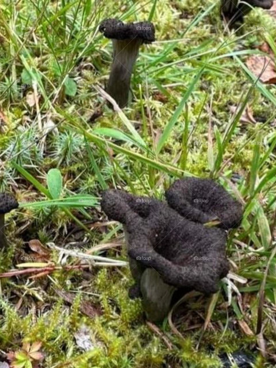 The black trumpet mushroom or svart trumpetsvamp is beautiful, very famous and edible. It can be seen in abundance in October. In ancient Greece it was called the horn of abundance and they believed that any food or drink would appear in it..