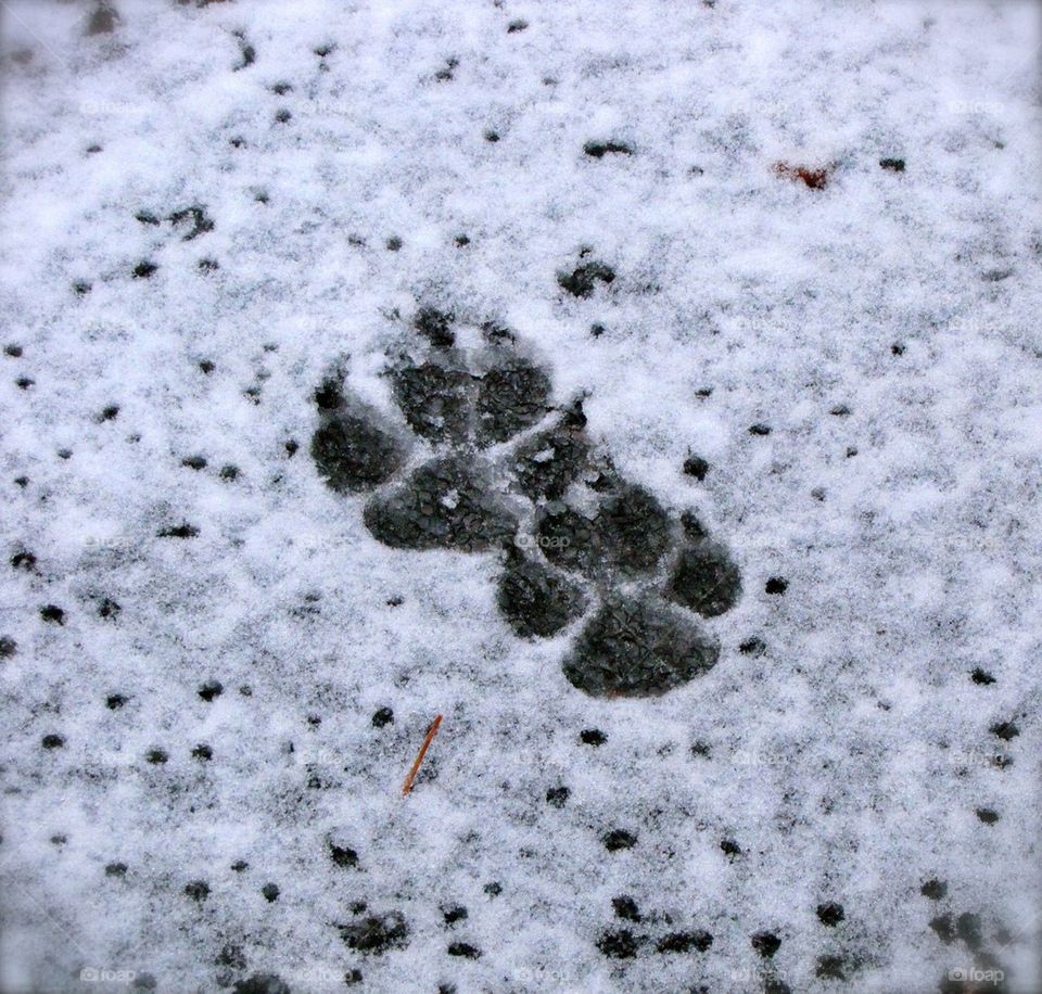 snow paw prints
