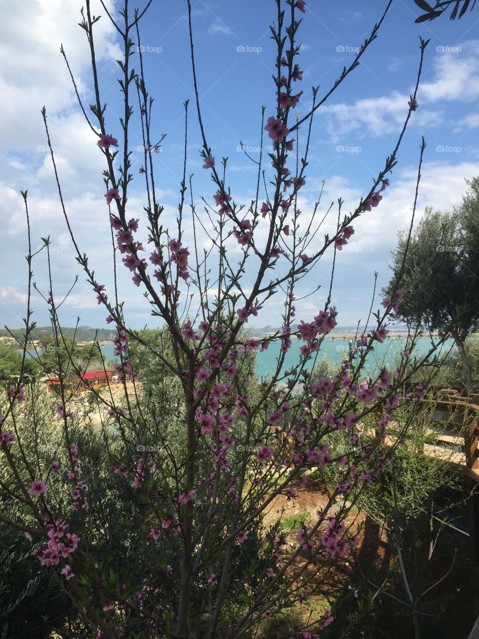 Flower, Tree, Nature, No Person, Branch