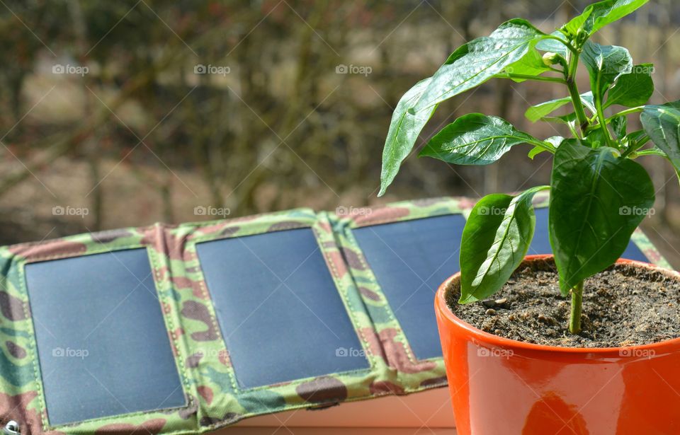 Leaf, Flora, Nature, No Person, Garden