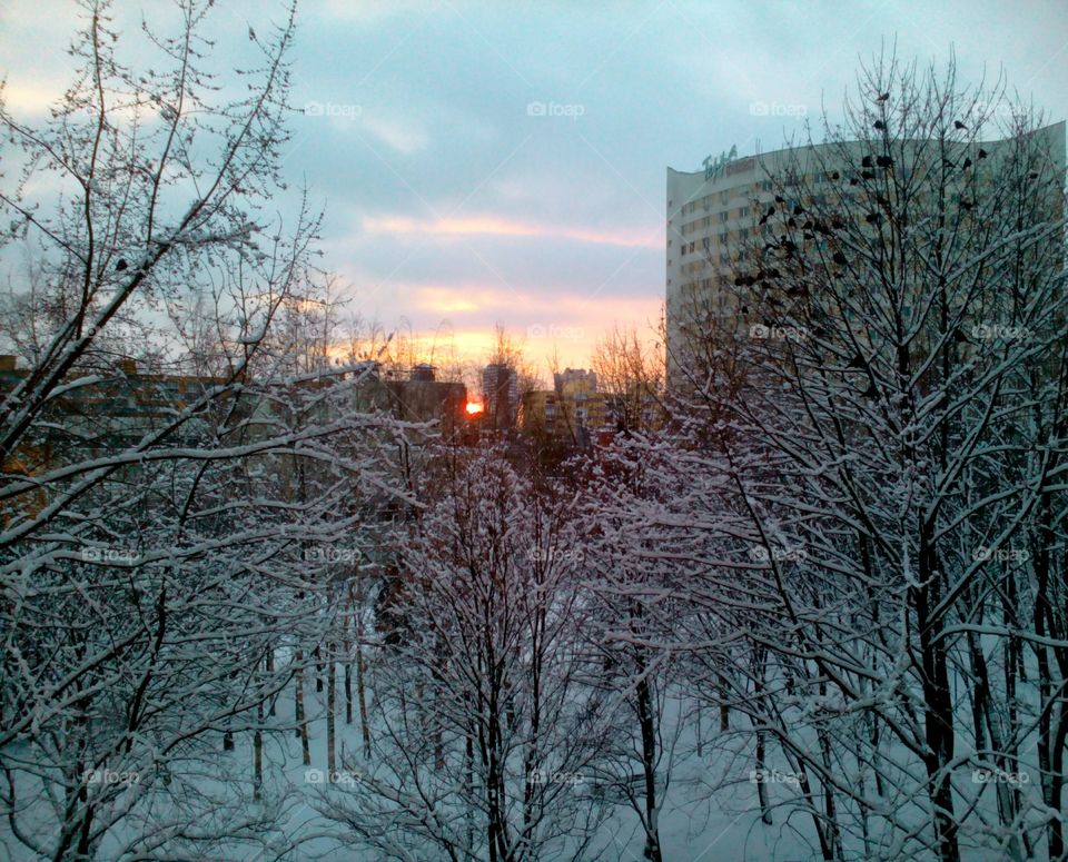 Winter, Snow, Cold, Frost, Tree