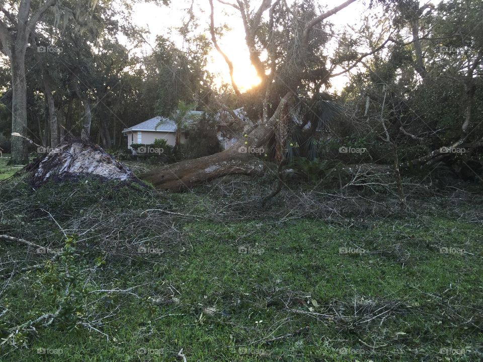 Hurricane Matthew downed many large oak trees in the northeast Florida city of Ormond Beach, blocking neighborhood roads and leaving 87% of customers without power in Volusia County.