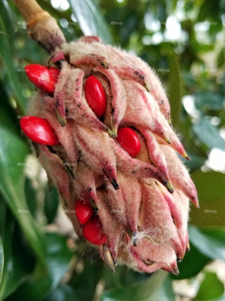 Magnolia Seeds