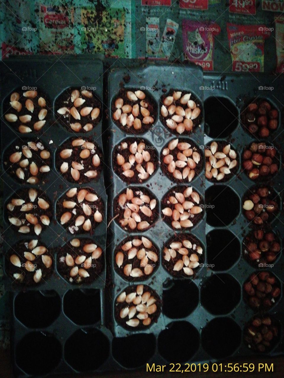 Wheat grass microgreen