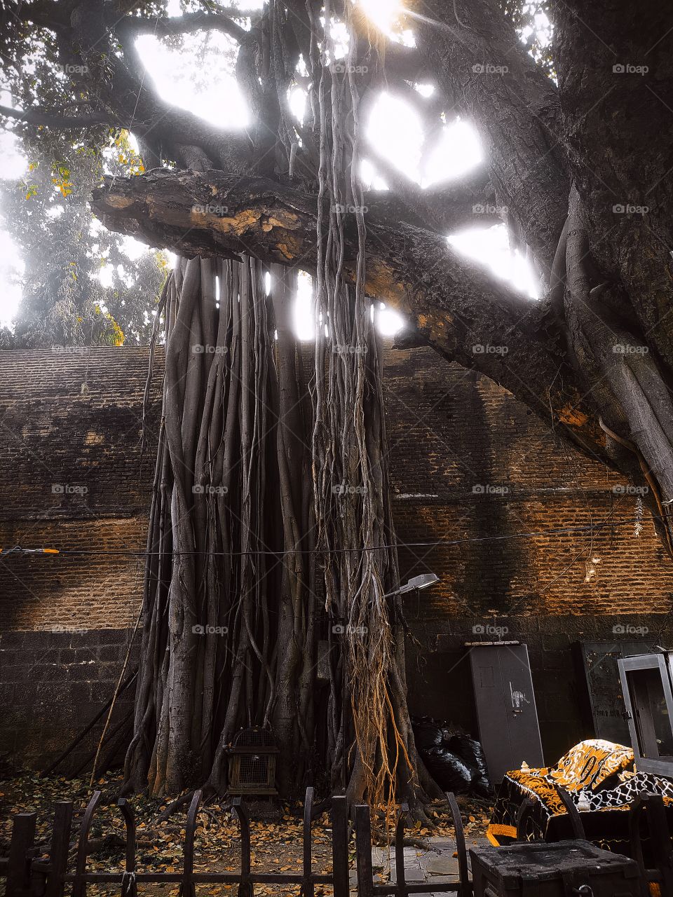 Banyan tree in front of Shaniwar wada Palace Pune Maharashtra India
