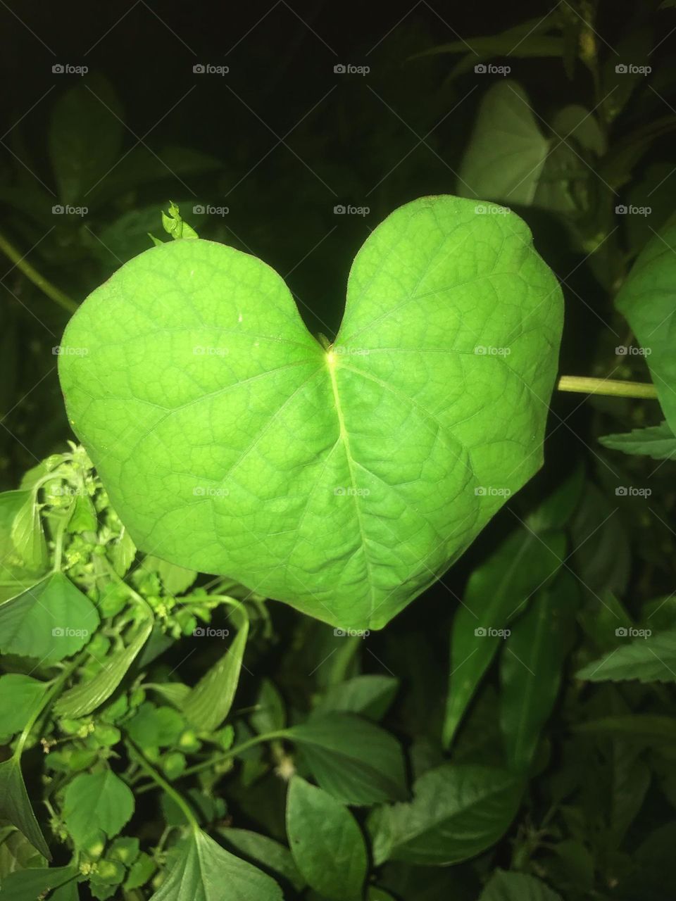 this vacation has made me a night crawler, moving about at night looking for captivating things to capture. this is beautiful though.