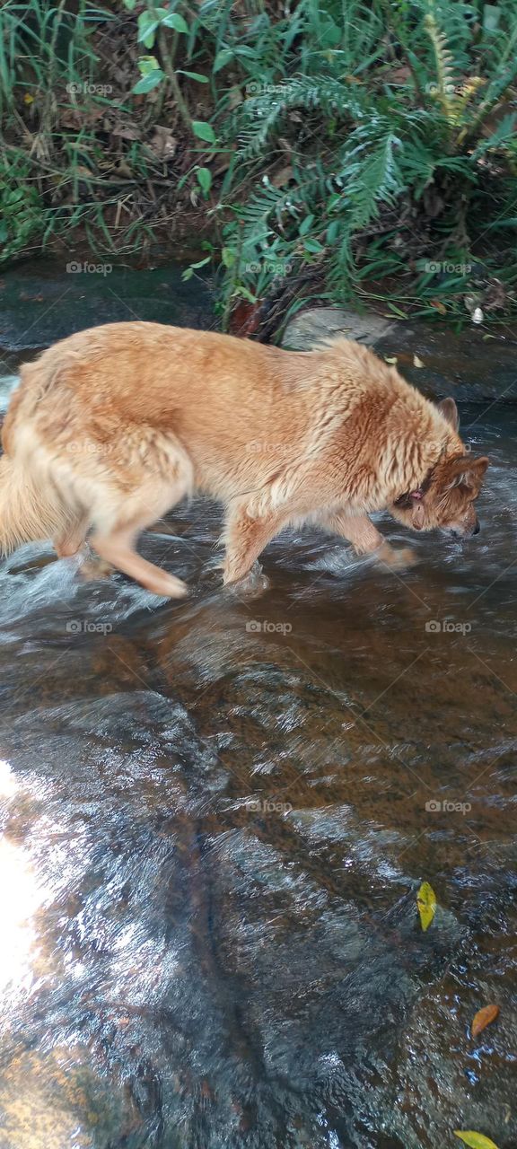 dog in the water