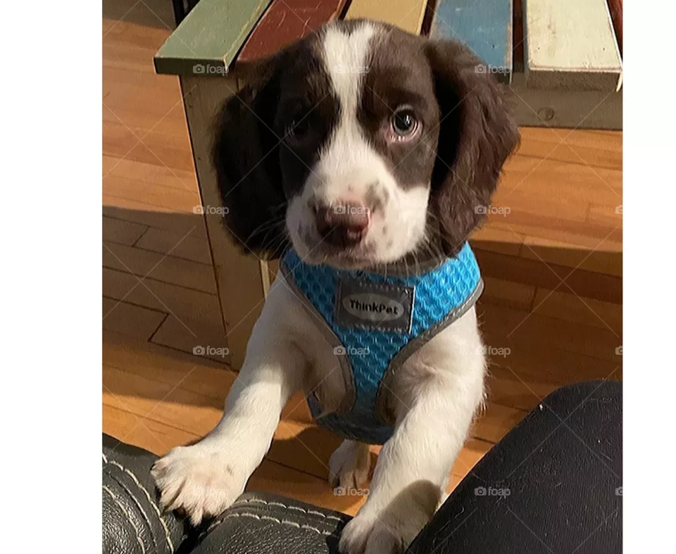 Curious Pup