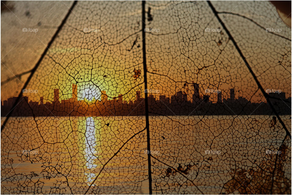 Sun shines through the old leaf showing cityscape and silhouette of the leaf's veins